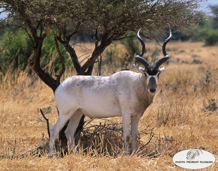 ADDAX_Addax_nasomaculatus