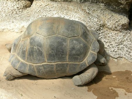 une_tortue