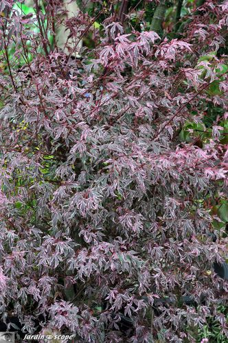 Acer palmatum Marlo