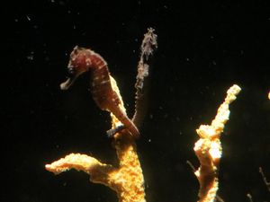 IMG_4952_Sea_Horse__2_