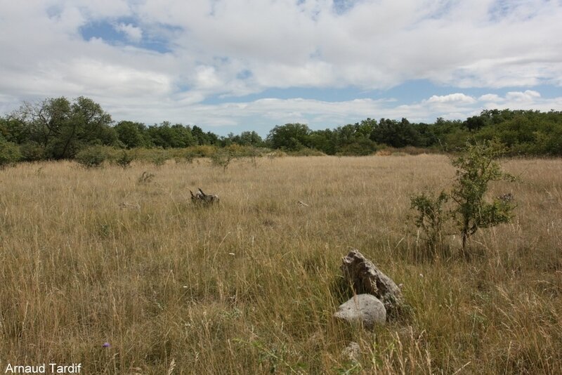 00385 Petite Beauce 2020 - La Vallée du Poiriou à Villerbon