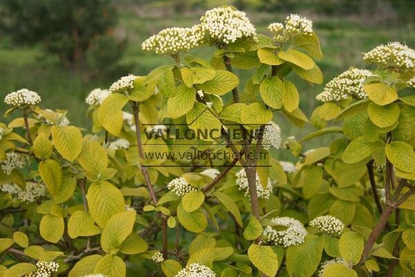 VIBURNUM-lantana-Aureum-1744