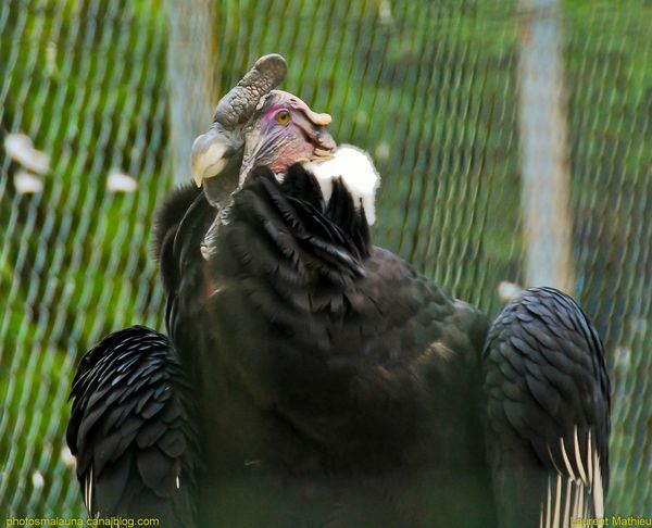 Condor Des Andes1