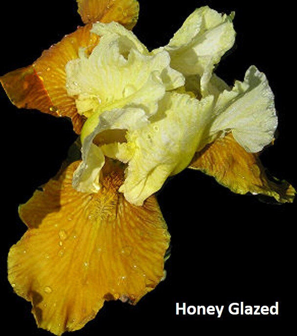 iris Honey Glazed