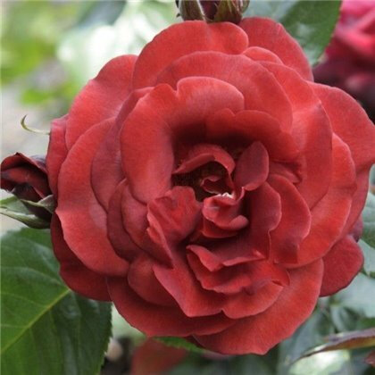 rosier-a-grandes-fleurs-terracotta-r