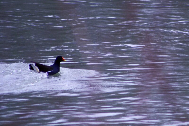 POULE D'EAU