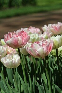 IMG_2484copie2