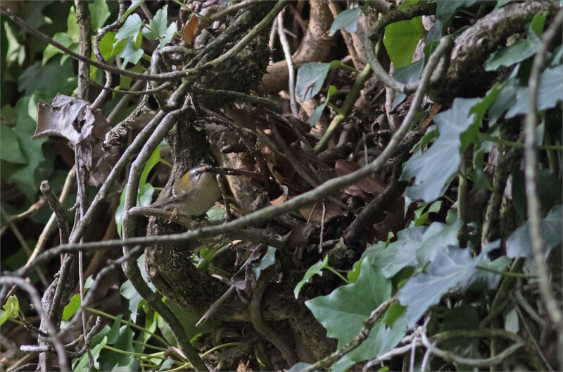 oiseau roitelet lierre matin 171018 3