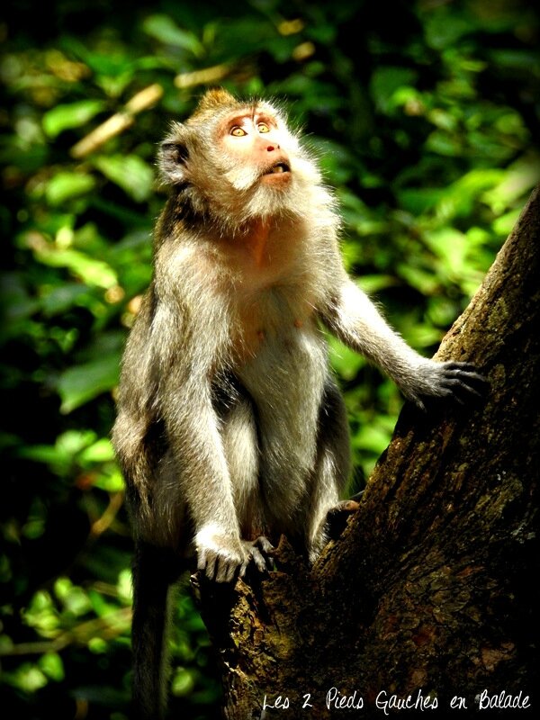 singe à la Monkey Forest