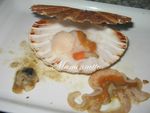 Ardoise de mer, CSJ, saumon, crevettes 004