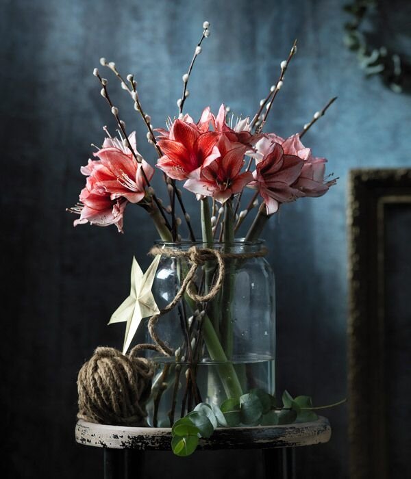amaryllis