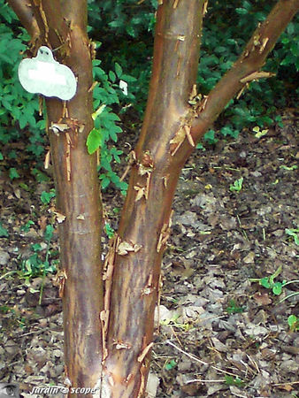 Acer_griseum_3