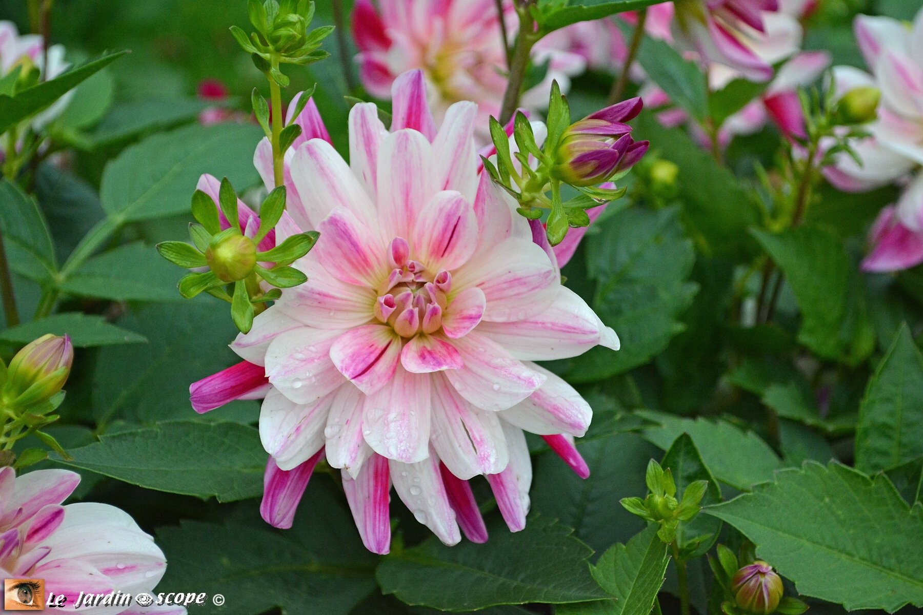 Dahlia--Friandise