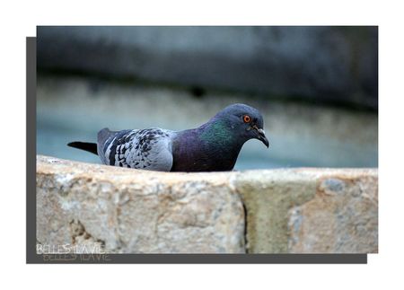 pigeon3