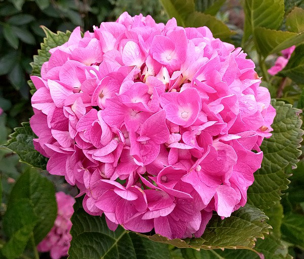 20220624 hortensia