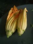 Beignets fleurs de courgettes (2)