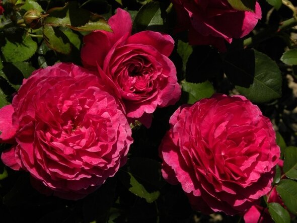 rose-de-normandie