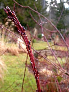 Fasciation sur un saule (Salix)