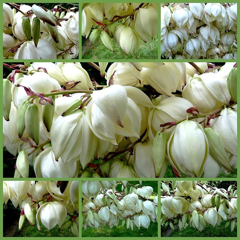 fleurs de yucca4
