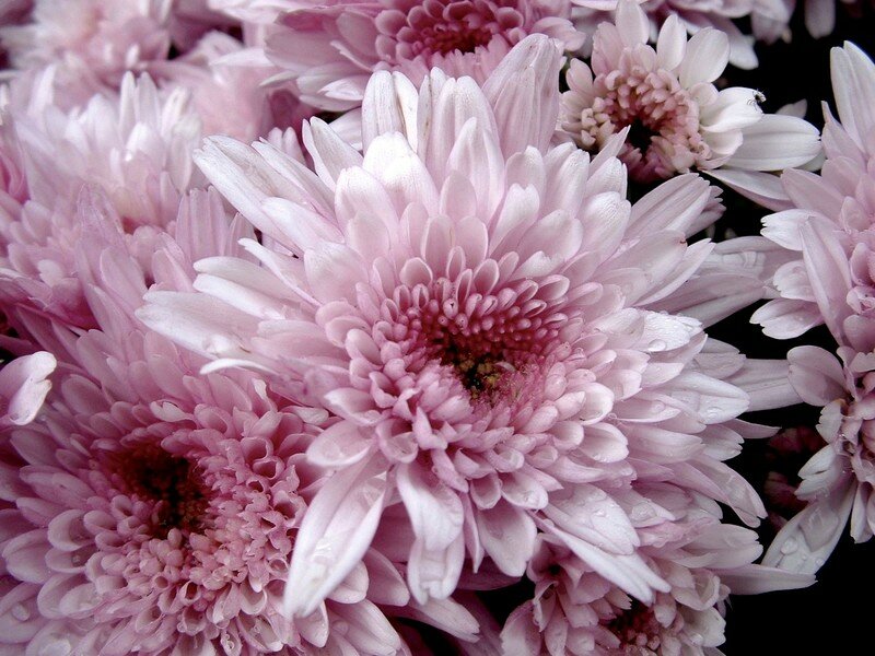 chrysanthèmes