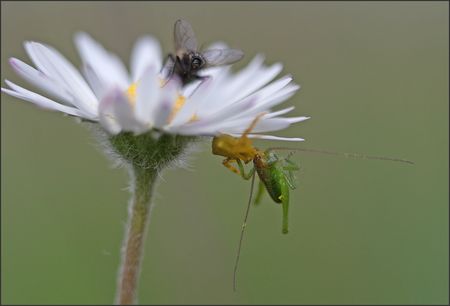 Torfou_araignee_sautereau_predation_fin_mouche_040411