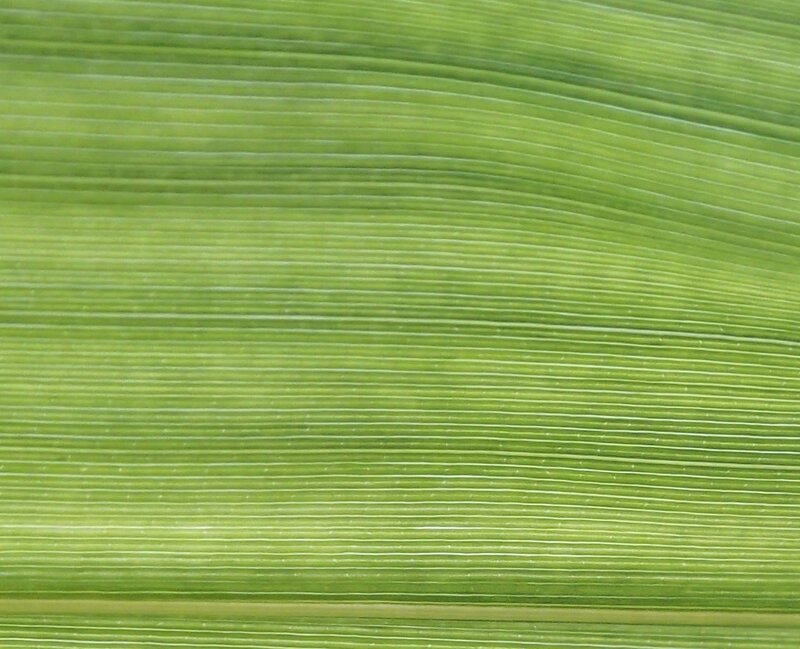 photo 31- absence de tessellations sur les feuilles de B vulgaris