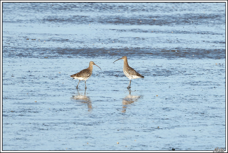 duo de Courlis cendrés