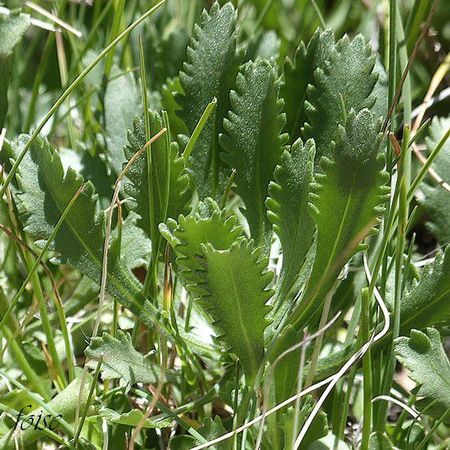 feuilles obovales-oblongues