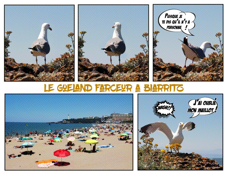 Plage de Biarritz-goéland