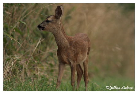 Faon___capreolus_capreolus_20090723_001