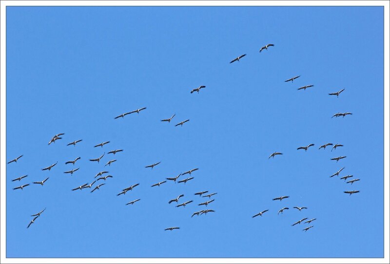 grues 170214 2