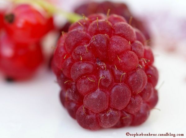 fruits rouges 5