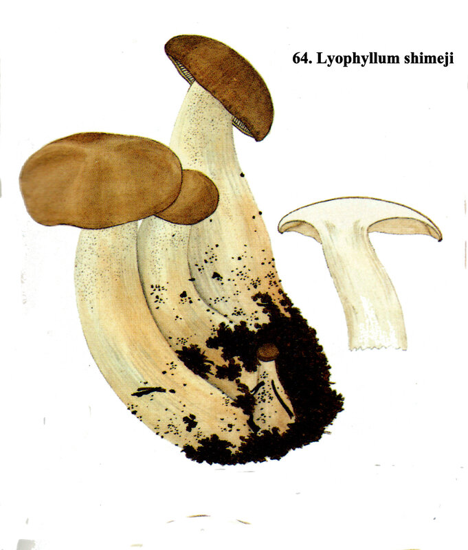 Lyophyllum shimeji IH pl 9 no 64