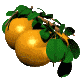 oranges008