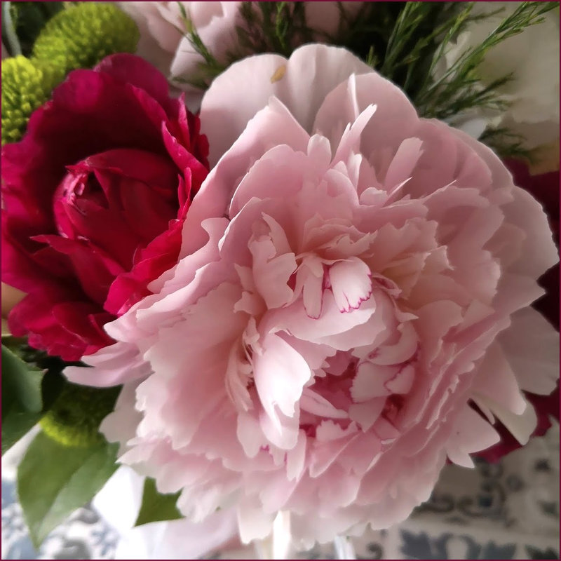 pivoine_estel3