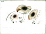214 Tricholoma scalpturatum b