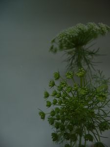 dill_flowers