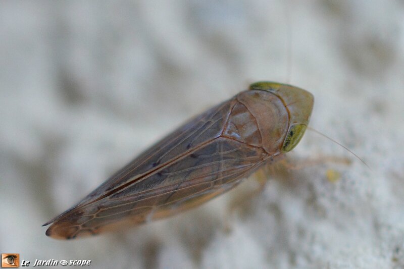 Cicadelle sp.