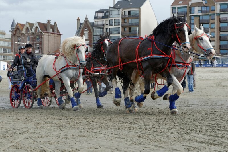 Attelage à 4 de Shires et Boulonnais en damier menés par Romain Hoffmann (Luxembourg) - Marathon des Dunes de Flandres - Dunkerque (59) - 24 avril 2014 - photo Eric Chevalier