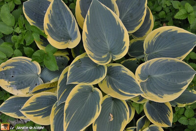 0026-Hosta-marginé