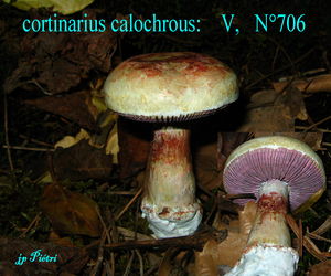 cortinarius_calochrous__n_706