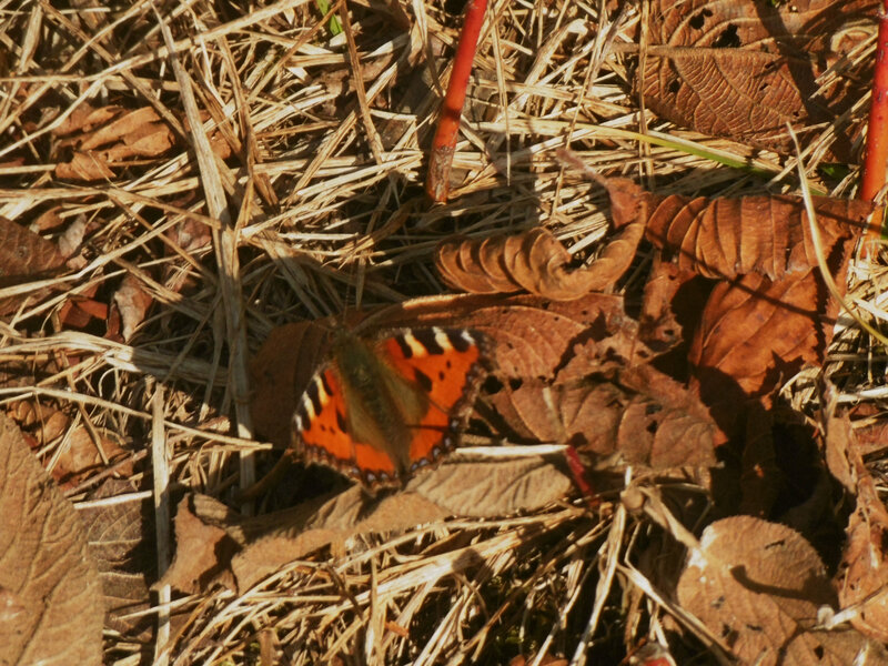 P1100280