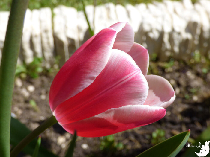 tulipes 4