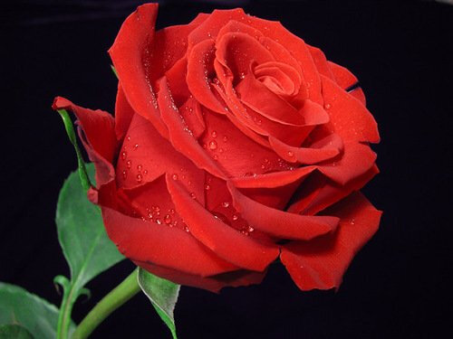 belle rose rouge
