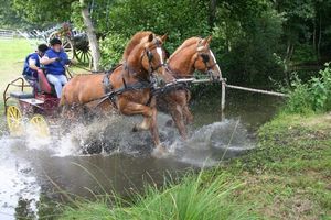 Ste Pience concours d'attelage