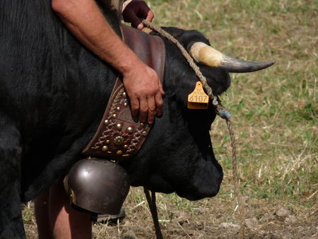 Combat de reines