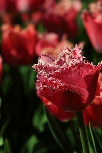 IMG_1976copie2