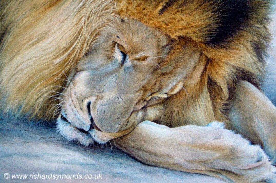 Sleepy-lion-fb