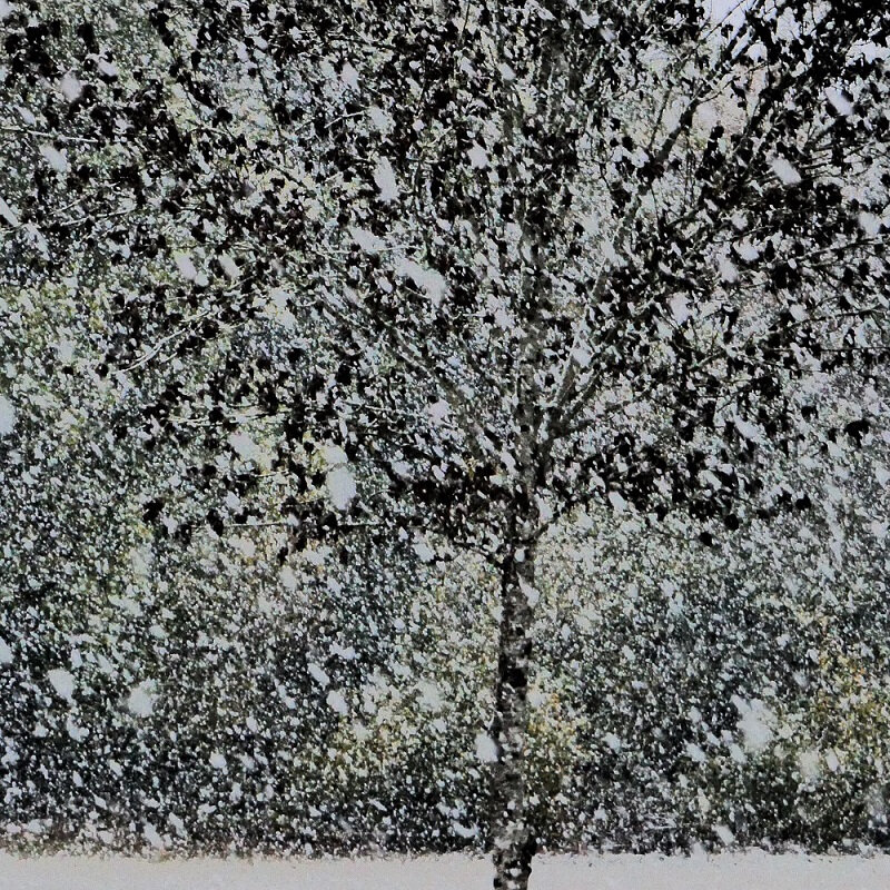 le petit arbre sous la neige