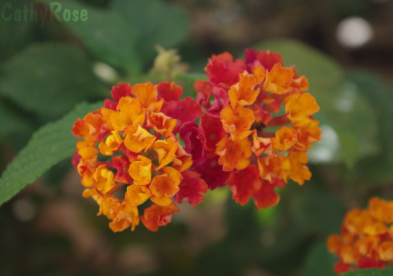 && lantana 2